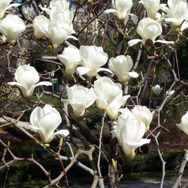 Семена магнолии обнаженной (голой) / Magnolia denudata, ТМ OGOROD - 2 семечка