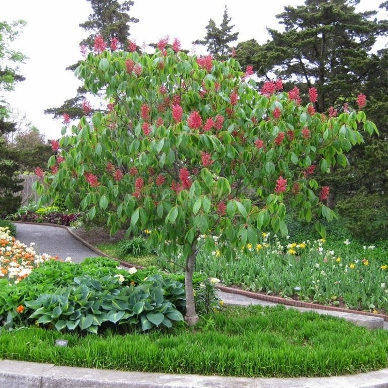 Кликните для увеличения изображения Семена конского каштана павия / Aesculus pavia, ТМ OGOROD - 1 штука