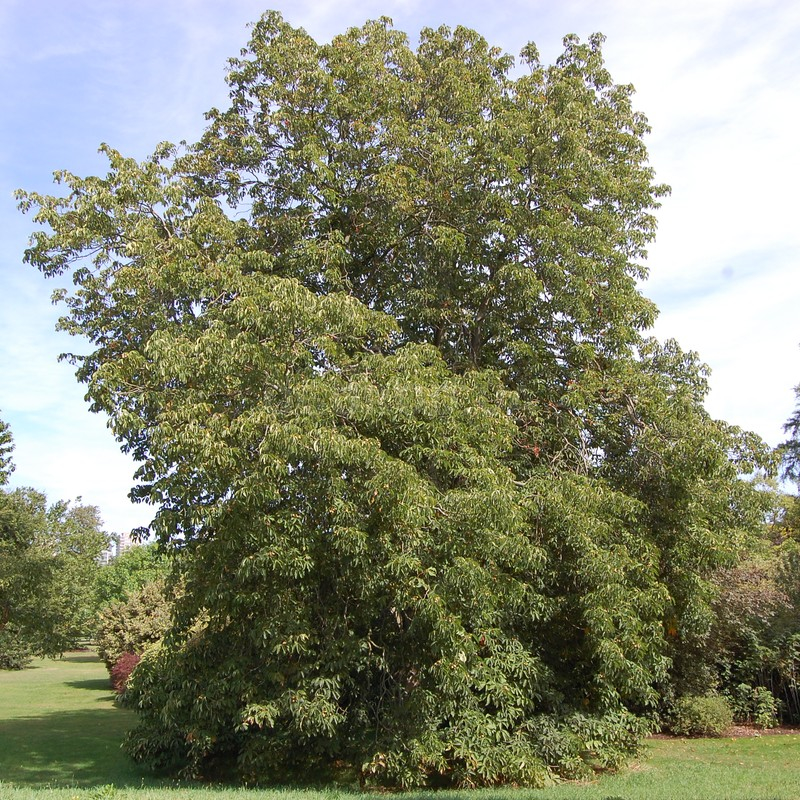 Кликните для увеличения изображения Семена каштана жёлтого / Aesculus flava, ТМ OGOROD - 1 штука