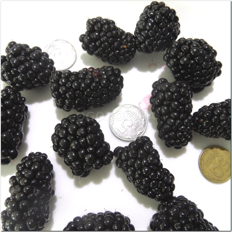 Кликните для увеличения изображения Семена ежевики кустистой / Rubus fruticosus, ТМ OGOROD,- 20 семян