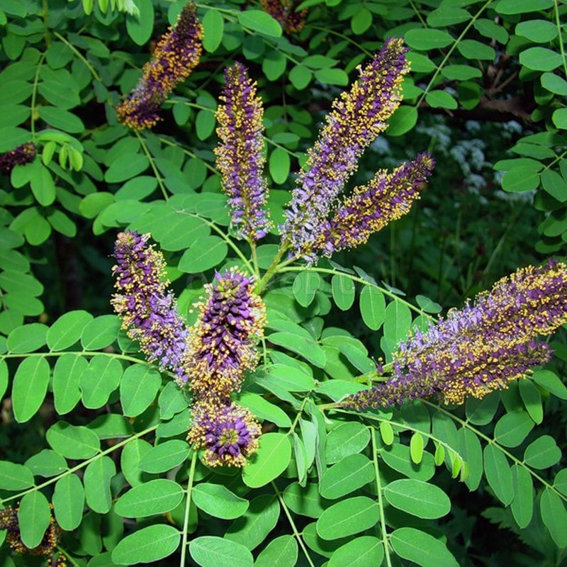 Кликните для увеличения изображения Семена аморфы кустарниковой / Amorpha fruticosa, ТМ OGOROD - 50 семян