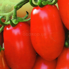 Семена томата «Кенигсберг», ТМ Елітсортнасіння - 0,1 грамм