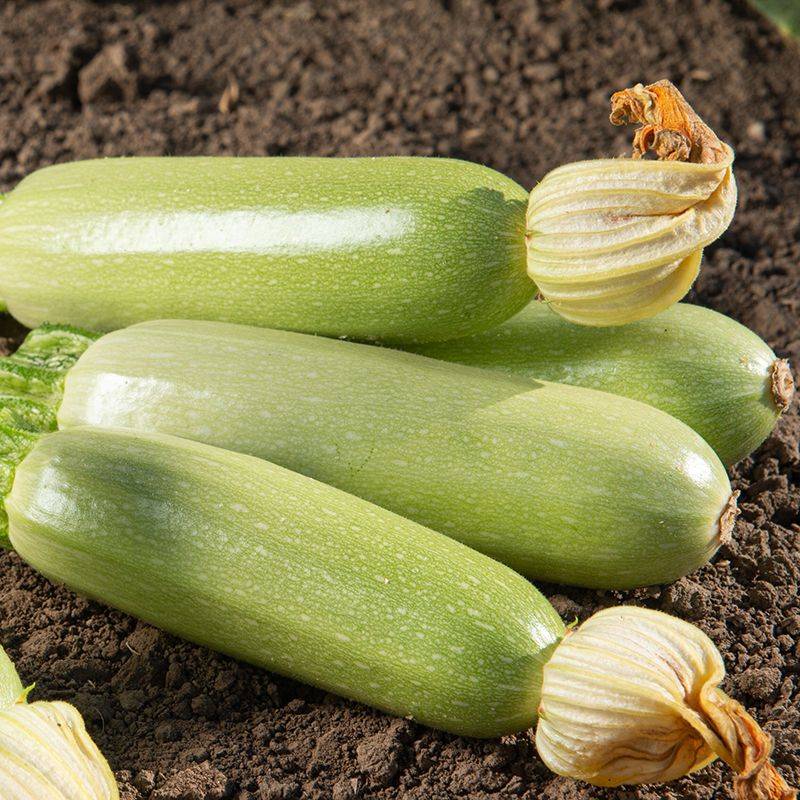 Кликните для увеличения изображения Семена кабачка «Каризма» F1, ТМ Syngenta Seeds - 10 семян