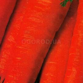 Семена моркови «Ланге Роте Штумпфе», ТМ Елітсортнасіння - 2 грамма