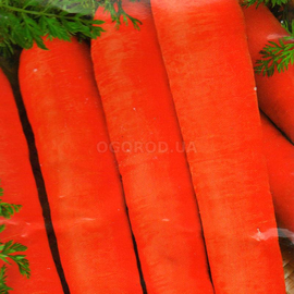 Семена моркови «Красная без сердцевины», ТМ Елітсортнасіння - 2 грамма