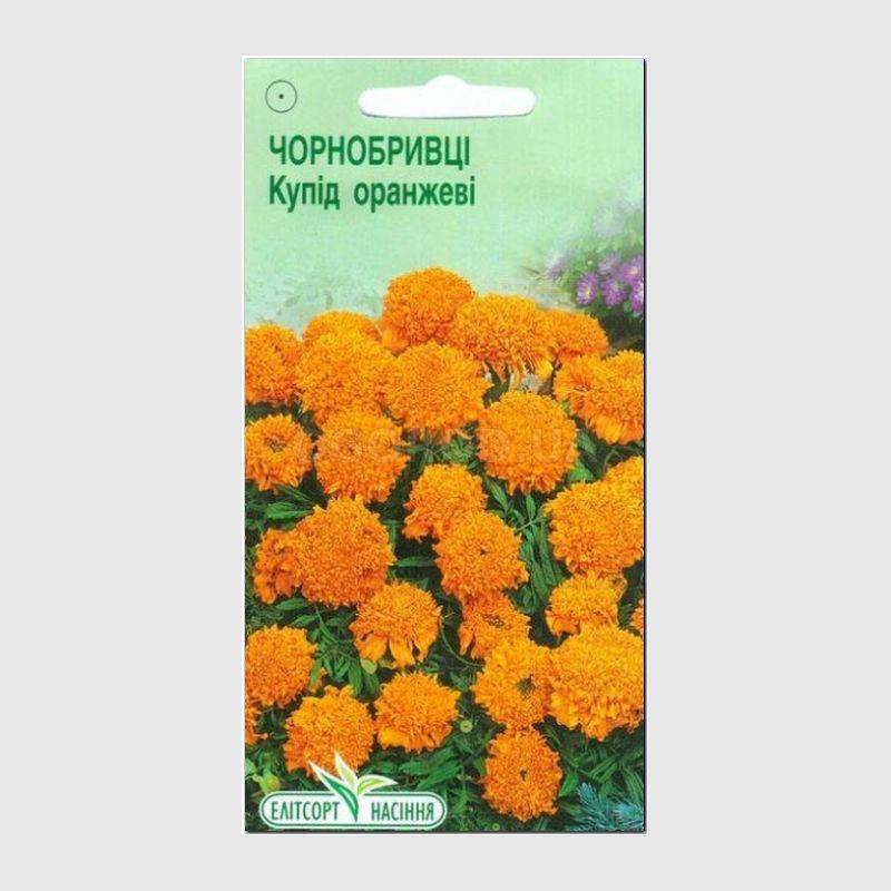 Кликните для увеличения изображения УЦЕНКА - Семена бархатцев прямостоячих «Купид» оранжевых, ТМ Елітсортнасіння - 0,1 грамм