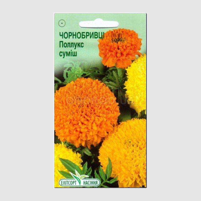 Кликните для увеличения изображения Семена бархатцев прямостоячих «Поллукс» смесь, ТМ Елітсортнасіння - 0,1 грамм