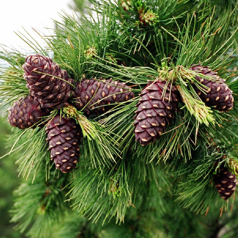 Кликните для увеличения изображения Семена кедра сибирского / Pinus sibirica, ТМ OGOROD - 5 семян