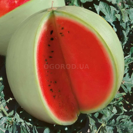 Семена арбуза «Цельнолистный», ТМ OGOROD - 1000 семян