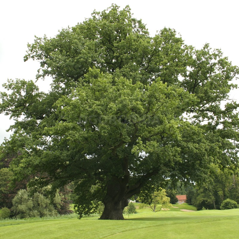 Кликните для увеличения изображения Семена дуба обыкновенного / Quercus robur, ТМ OGOROD - 2 жёлудя