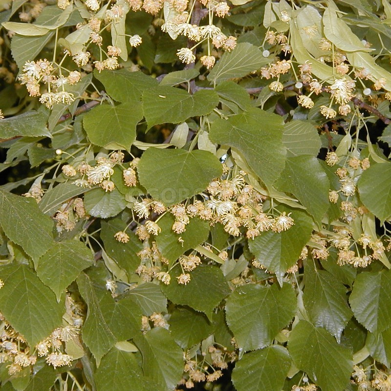 Семена Липы Крупнолистной (Широколистной) / Tilia Platyphyllos, Тм Ogorod -  50 Семян Купить Недорого В Интернет-Магазине Семян Ogorod.ua