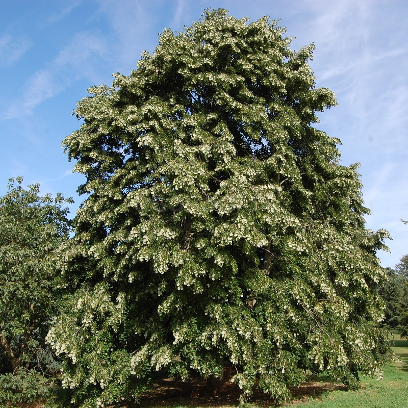 Кликните для увеличения изображения Семена липы войлочной / Tilia tomentosa, ТМ OGOROD - 10 семян