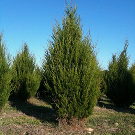 Семена можжевельника виргинского / Juniperus virginiana, ТМ OGOROD - 5 шишкоягод