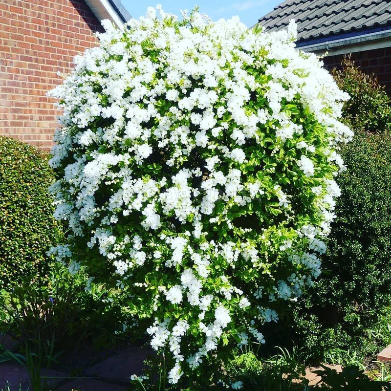 Кликните для увеличения изображения Семена экзохорды Альберта / Exochorda albertii, ТМ OGOROD - 10 семян