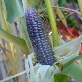 Семена пестролистной кукурузы-попкорн «Японика», ТМ OGOROD - 5 семян