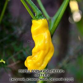 Семена перца острого «Петер желтый» / Pepper Hot Peter, ТМ OGOROD - 5 семян