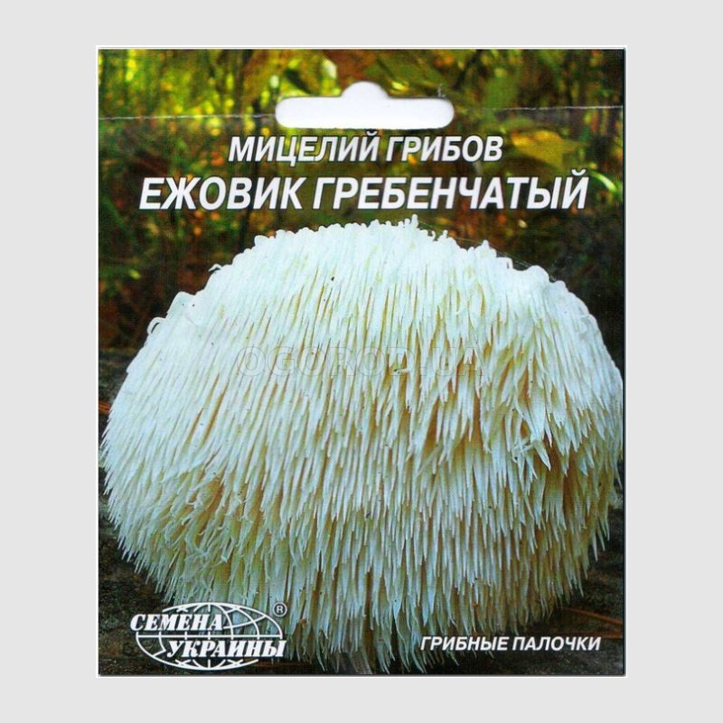 Гриб ежовик отзывы врачей. Ежовик мицелий. Мицелий ежовика гребенчатого. Зерно мицелий ежевика гребенчатого. Ежовик гребенчатый мицелий порошок.