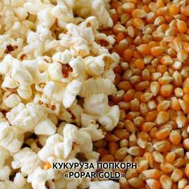 Семена кукурузы попкорн «PopAr Gold», ТМ OGOROD - 10 семян