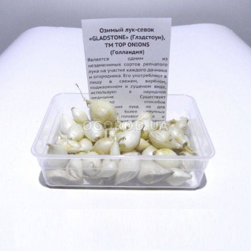 Кликните для увеличения изображения Лук-севок «GLADSTONE» (Глэдстоун), ТМ TOP ONIONS (Голландия) - 500 грамм