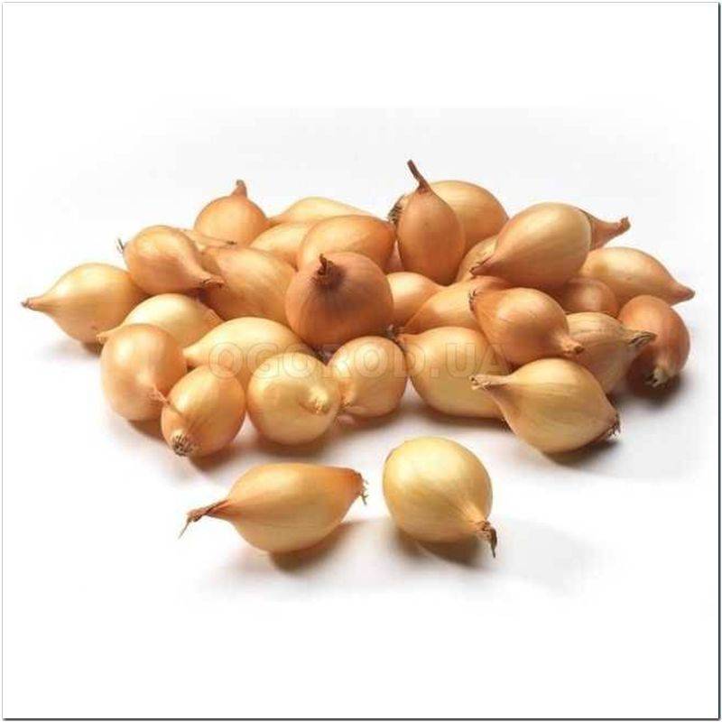 Кликните для увеличения изображения Лук-севок «BURGOS» (Бургос), ТМ TOP ONIONS (Голландия) - 500 грамм