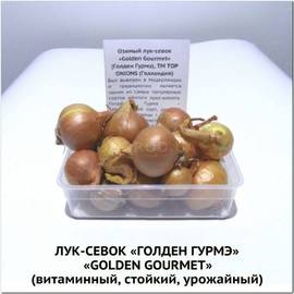 Лук-шалот «GOLDEN GOURMET» (Голден Гурмэ), ТМ TOP ONIONS (Голландия) - 300 грамм