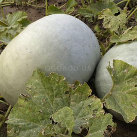 Семена тыквы «Юбилейная», ТМ OGOROD - 150 грамм