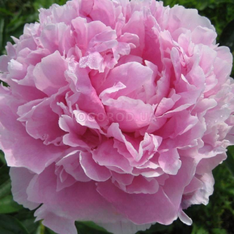 Кликните для увеличения изображения Семена пиона молочноцветкового / Paeonia lactiflora, ТМ OGOROD - 10 семян