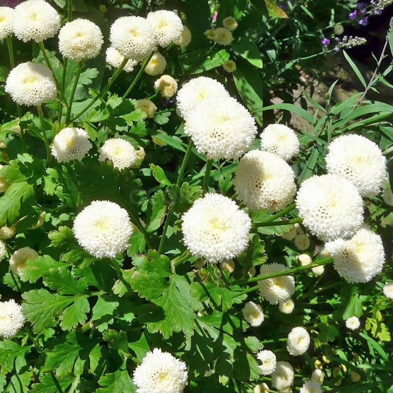Кликните для увеличения изображения Семена пиретрума, ТМ Johnsons Seeds - 125 семян