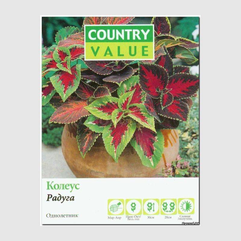 Кликните для увеличения изображения Семена колеуса «Радуга», ТМ Country Value - 50 семян