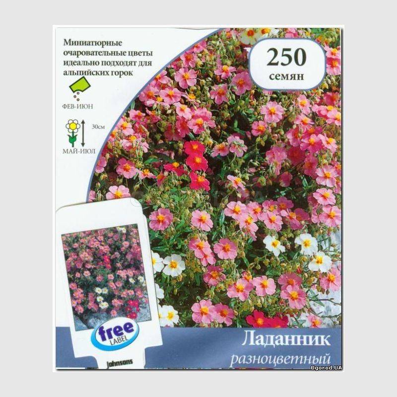 Кликните для увеличения изображения Семена ладанника разноцветного, ТМ Johnsons Seeds - 250 семян
