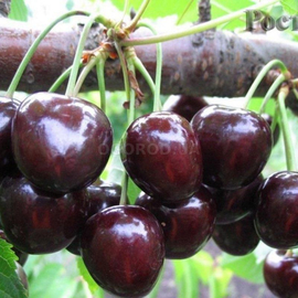 Семена черешни «Мелитопольская черная» / Prunus avium, ТМ OGOROD - 50 семян