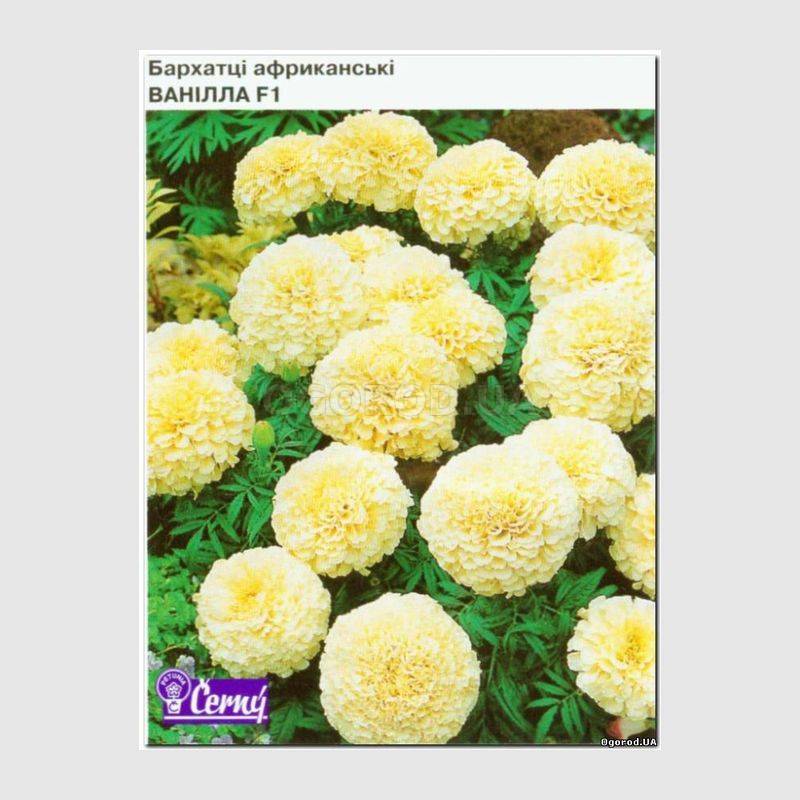 Кликните для увеличения изображения Семена бархатцев африканских «Ваниль» F1, ТМ Cerny - 10 семян