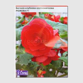 Семена бегонии клубневой крупноцветковой «Розовая» F1, ТМ Cerny - 10 семян