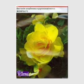 Семена бегонии клубневой крупноцветковой «Желтая» F1, ТМ Cerny - 10 семян