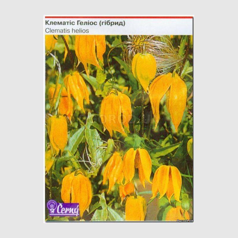 Кликните для увеличения изображения Семена клематиса «Гелиос», ТМ Cerny - 0,05 грамм