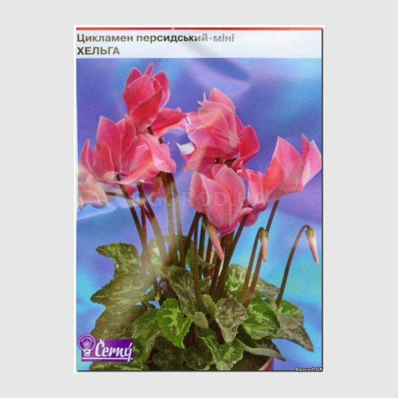 Кликните для увеличения изображения Семена цикламена персидского-мини «Хельга», ТМ Cerny - 10 семян