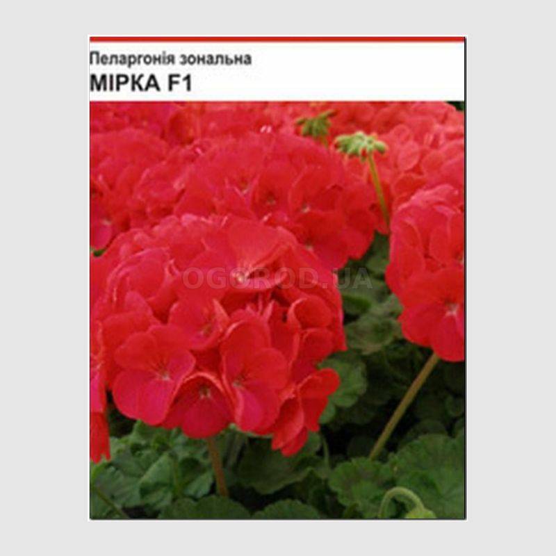 Кликните для увеличения изображения Семена пеларгонии зональной «Мирка» F1, ТМ Cerny - 10 семян