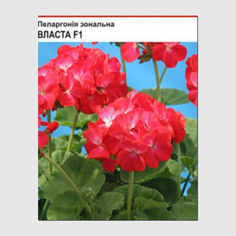 Кликните для увеличения изображения Семена пеларгонии зональной «Власта» F1, ТМ Cerny - 10 семян
