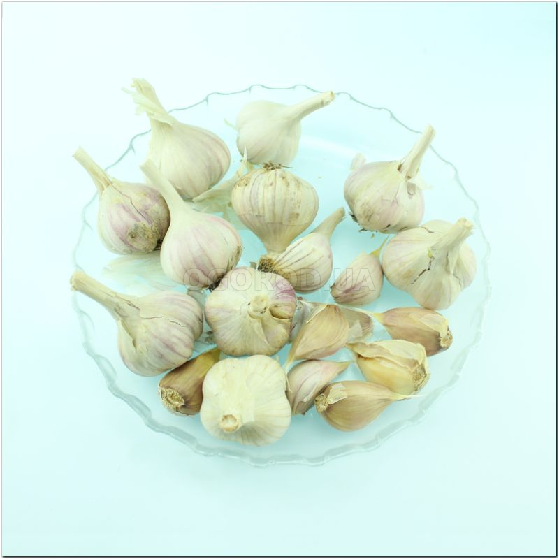 Семена чеснока «Гулливер» (зубок), ТМ OGOROD - 200 грамм купить недорого винтернет-магазине семян OGOROD.ua