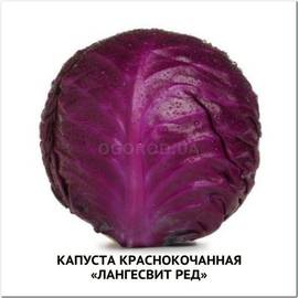 Семена капусты краснокочанной «Лангесвит ред» / Langesvyt red, ТМ Satimex - 100 семян