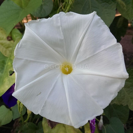 Семена ипомеи «Гигант белый», ТМ OGOROD - 50 семян