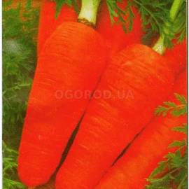 Семена моркови «Шантанэ», ТМ Sais - 3 грамма