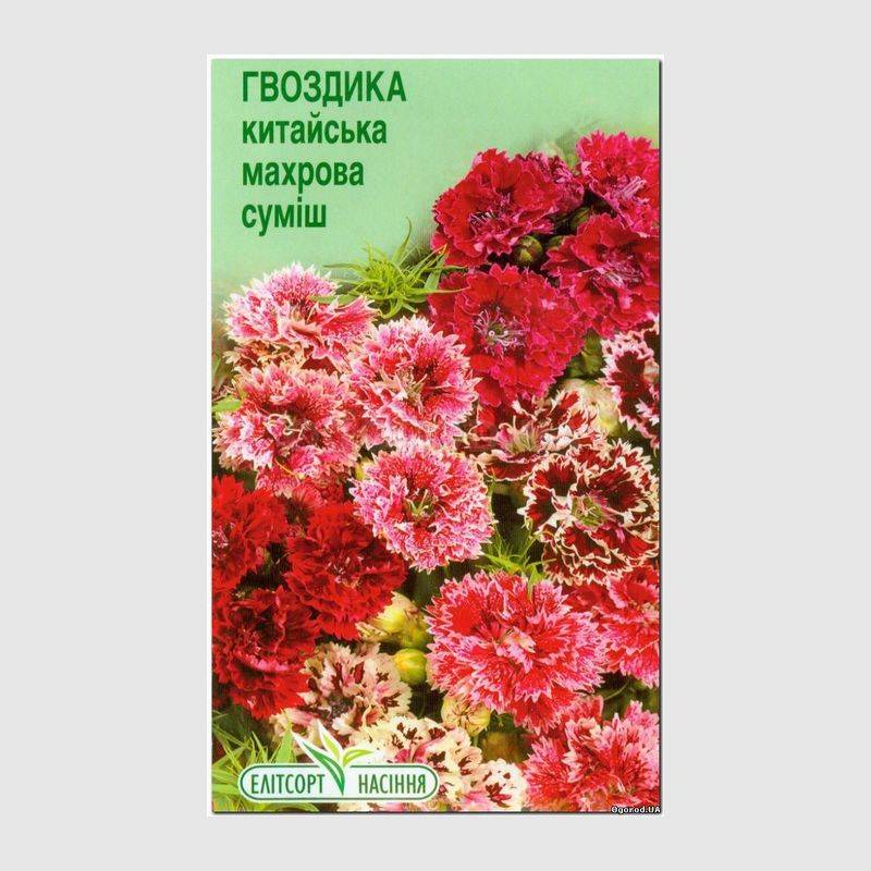 Кликните для увеличения изображения Семена гвоздики китайской махровой смесь, ТМ Елітсортнасіння - 0.2 грамма
