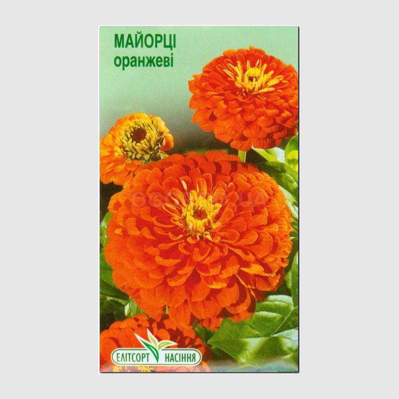 Кликните для увеличения изображения УЦЕНКА - Семена циннии изящной оранжевой, ТМ Елітсортнасіння - 0,5 грамм