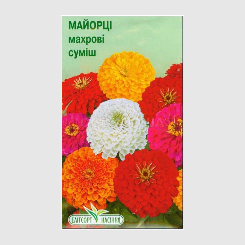 Кликните для увеличения изображения Семена циннии изящной махровой смесь, ТМ Елітсортнасіння - 0,5 грамм