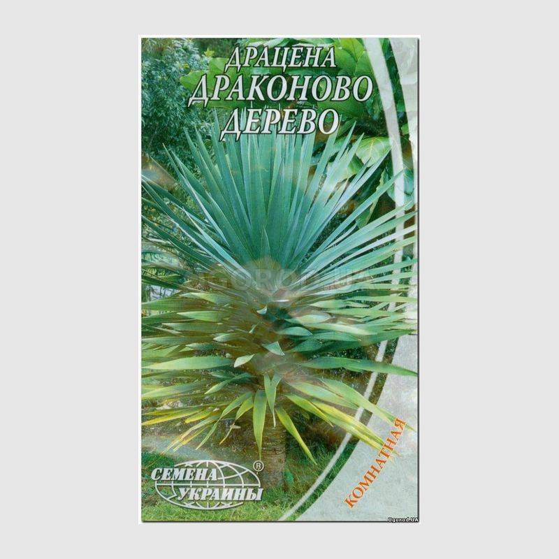Кликните для увеличения изображения Семена драцены «Драконово дерево», ТМ «СЕМЕНА УКРАИНЫ» - 2 семечка