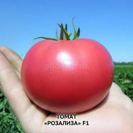 Семена томата «Розализа» F1, ТМ Seminis - 5 семян