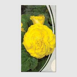 Семена бегонии крупноцветковой «Жёлтая», ТМ «СЕМЕНА УКРАИНЫ» - 0,15 грамм