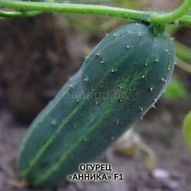 Семена огурца «Анника» F1, ТМ Satimex - 5 семян