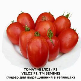 Семена томата «Велоз» F1, ТМ Seminis - 10 семян